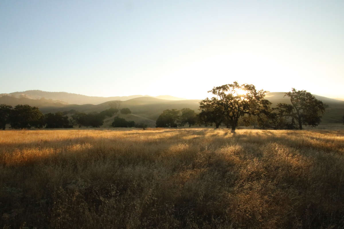 sunrise over an oak savanna