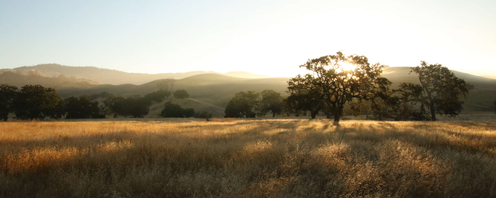 sunrise over an oak savanna