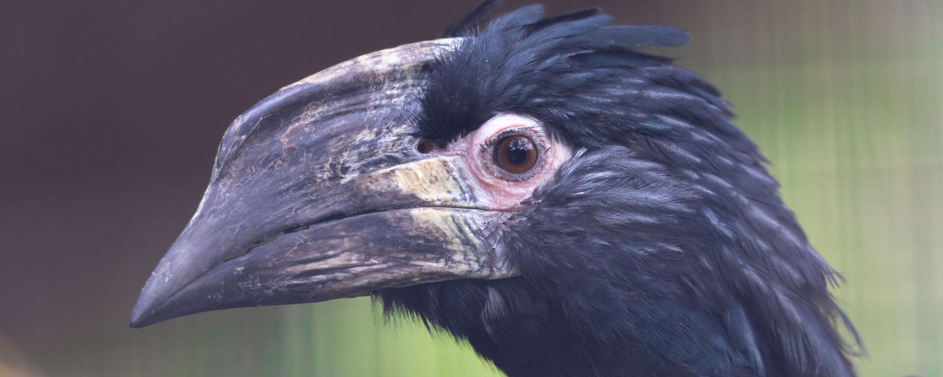 Trumpeter Hornbill head close up