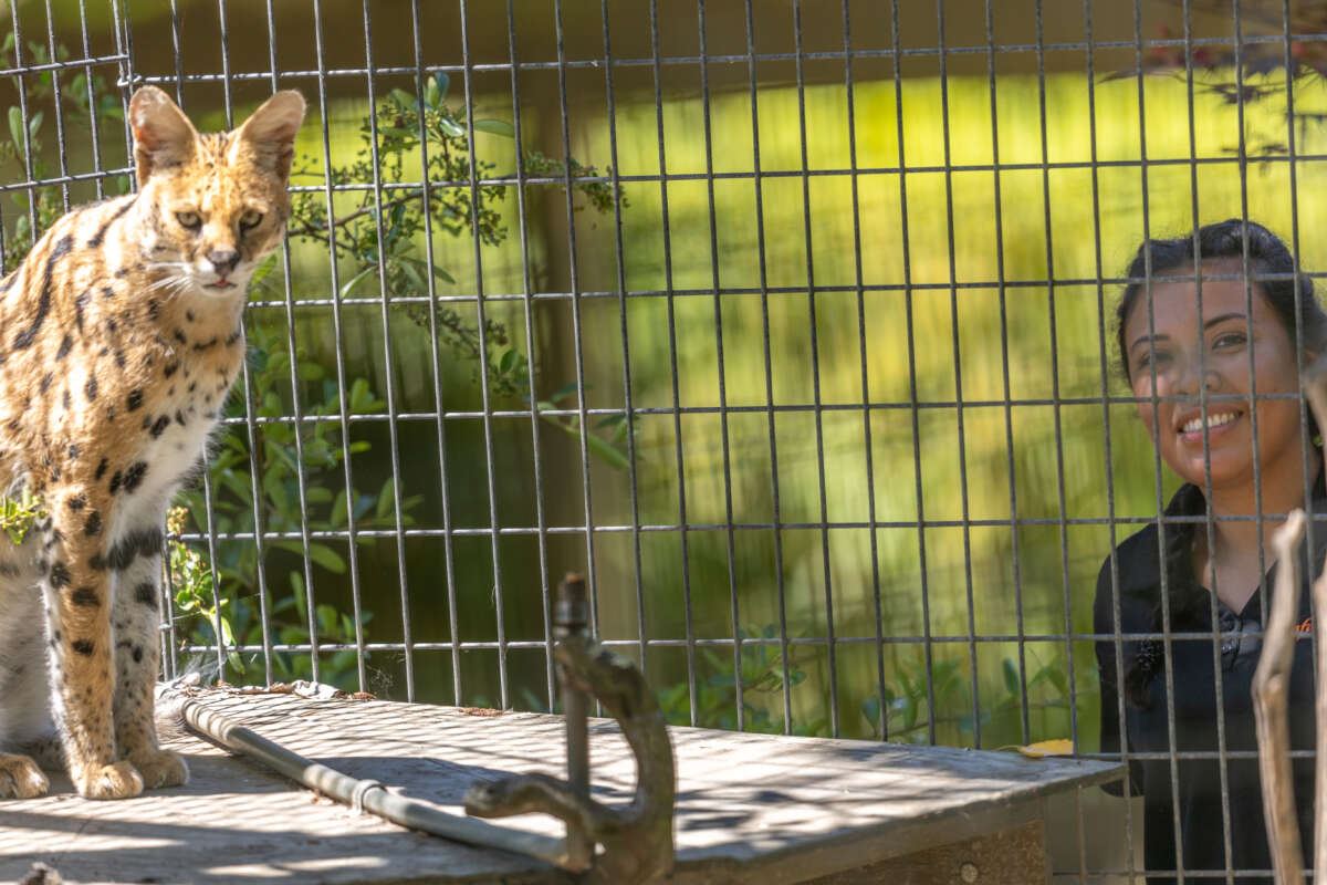 Veronica and a serval