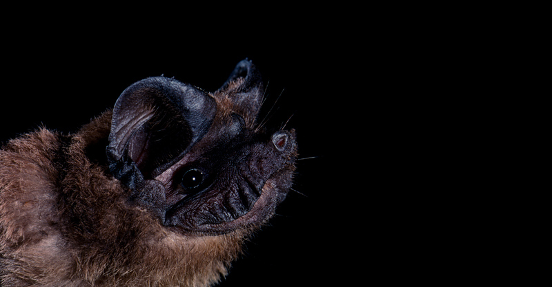 Free-tailed bat
