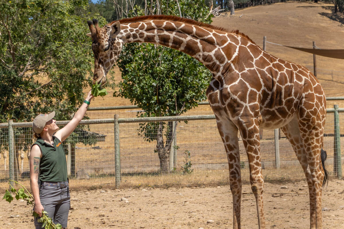 Margo with a giraffe