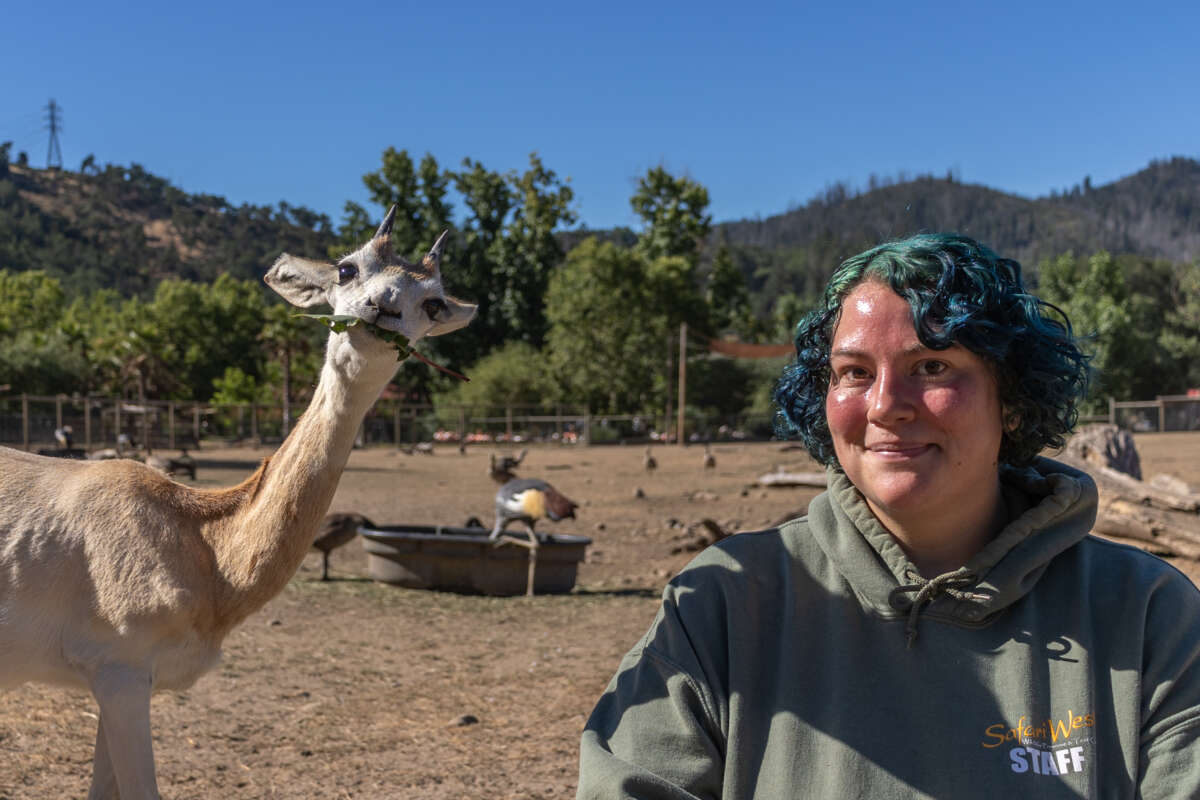 Indigo and dama gazelle