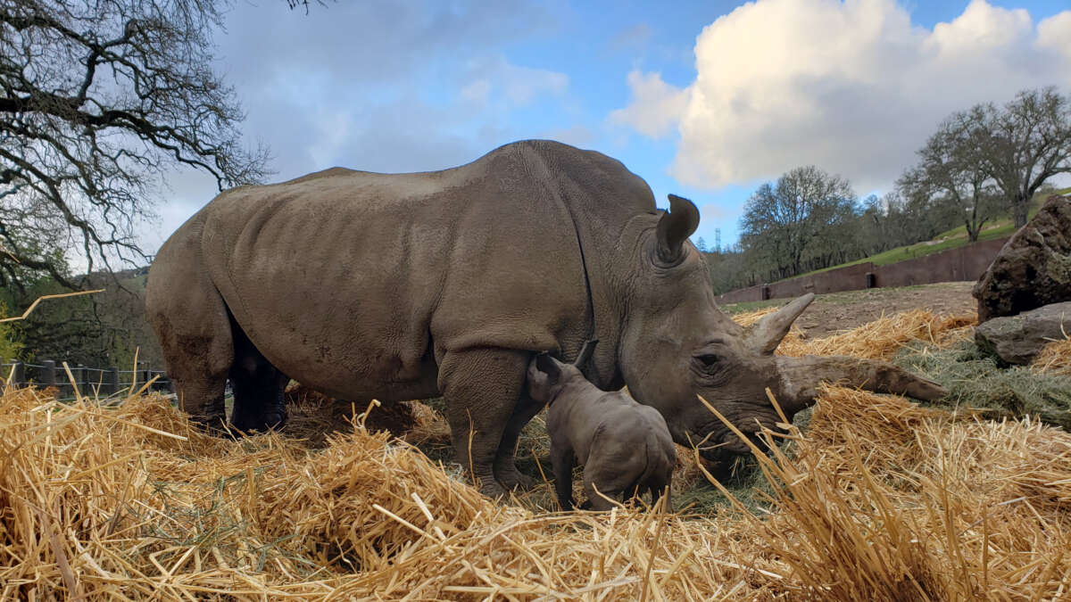 Otto the Rhino on the day he was born