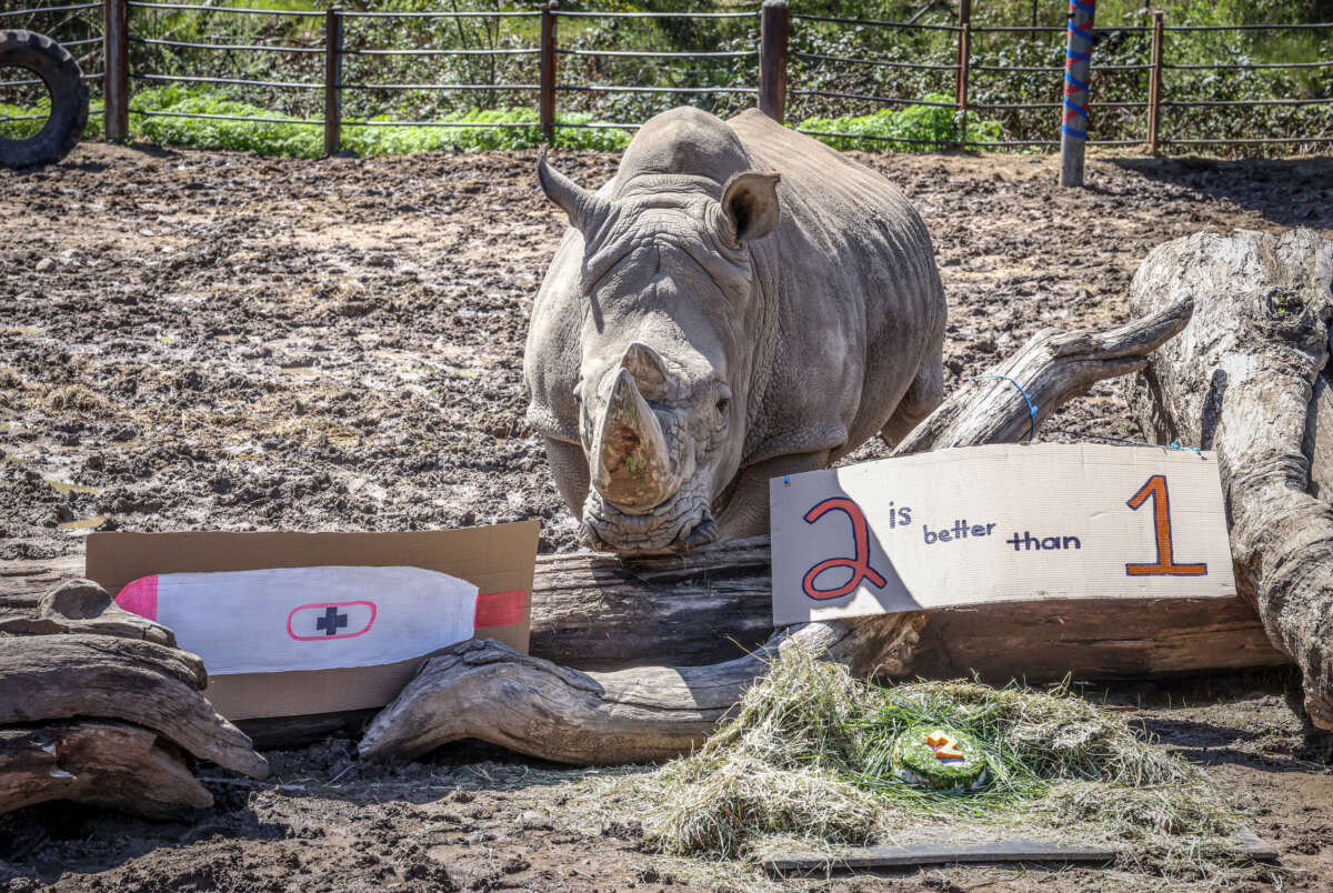 Ongava on Otto's Birthday