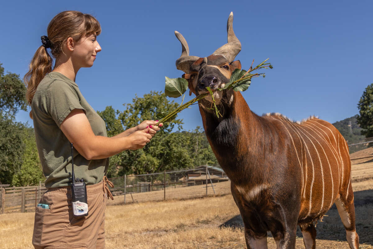 Erica with a Bongo