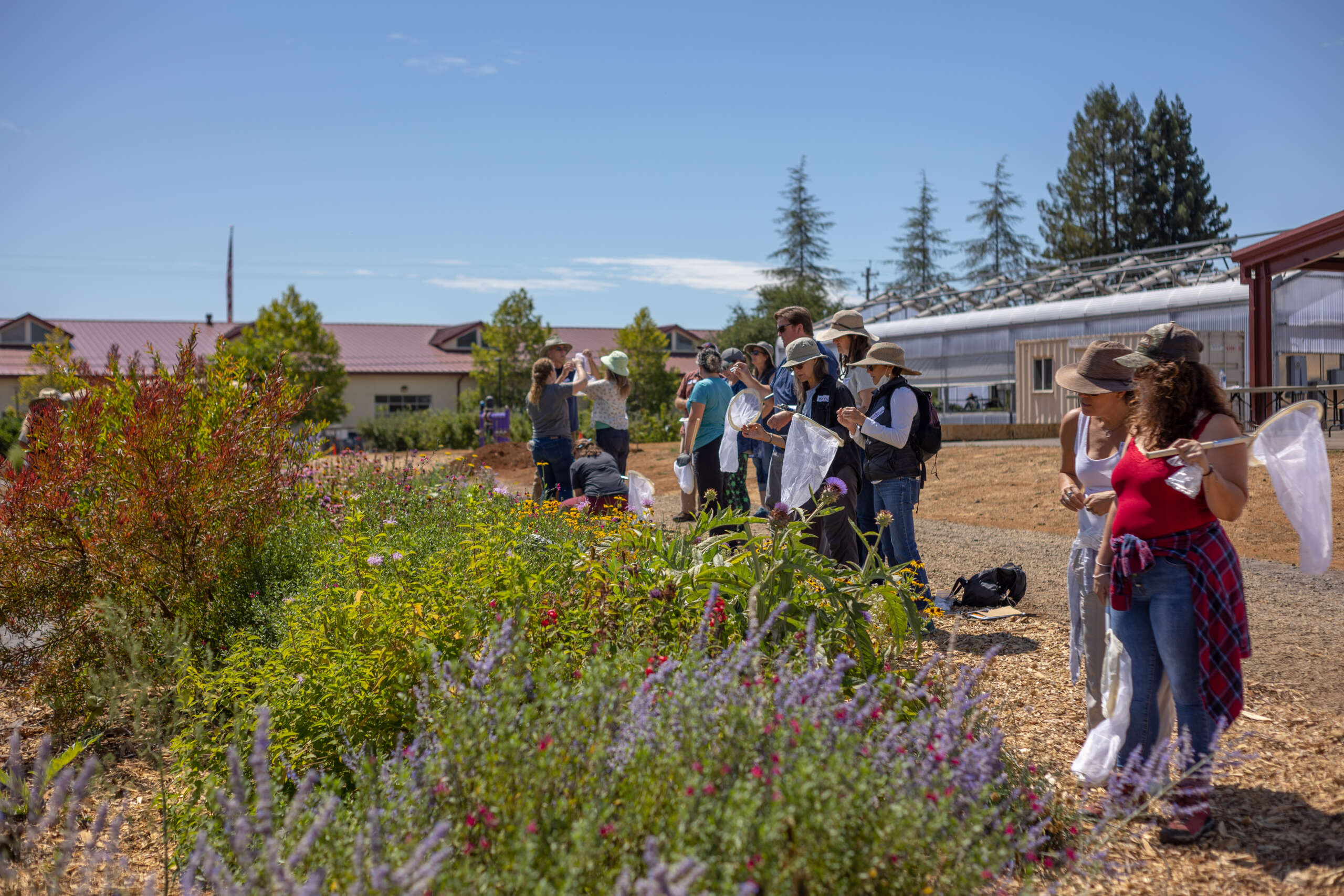 Teachers learn how to catch and ID native pollinators. Photo Credit: Mark Pressler