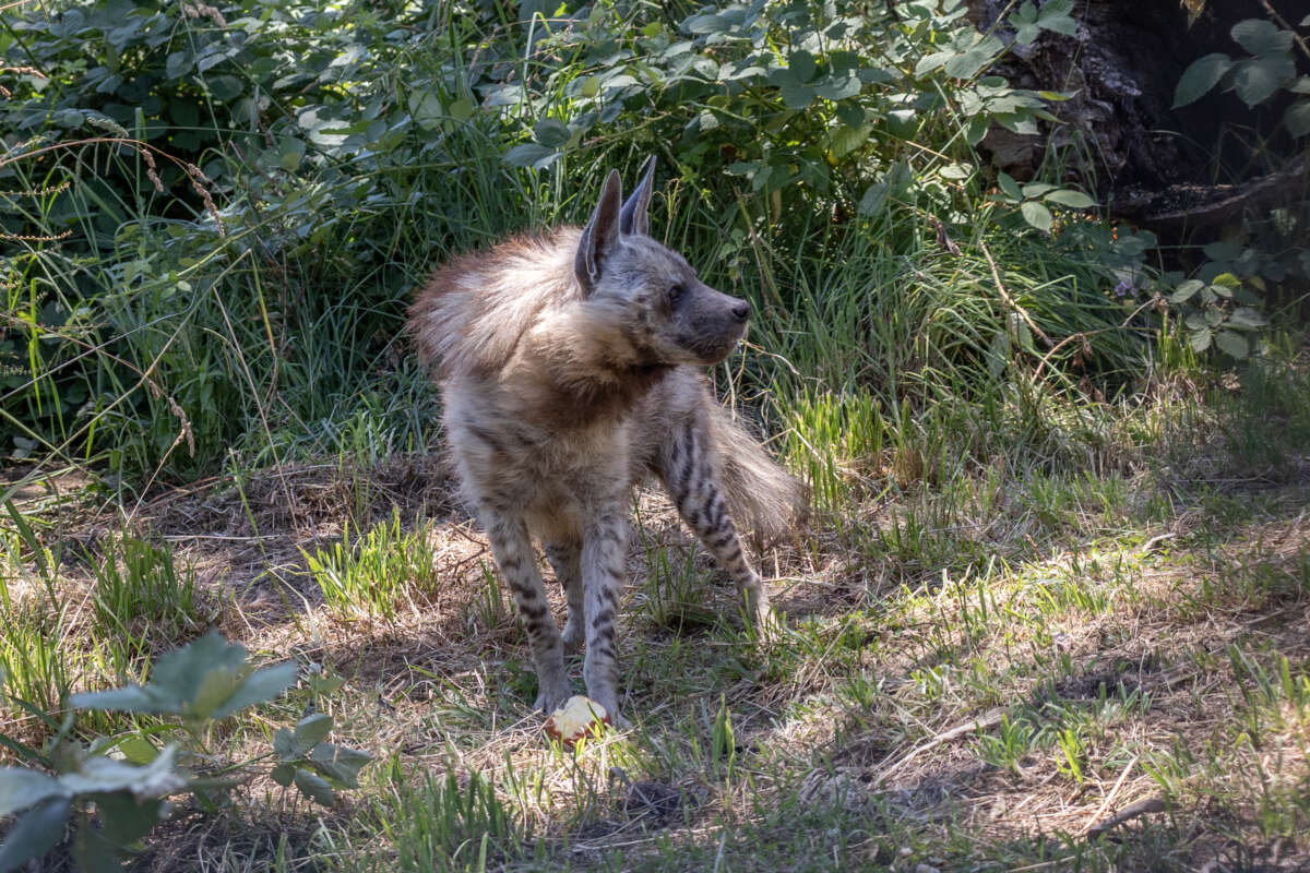Marie and a striped hyena