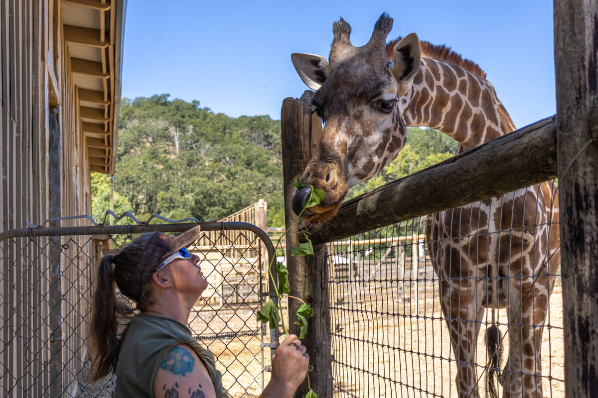 Nikki with a giraffe