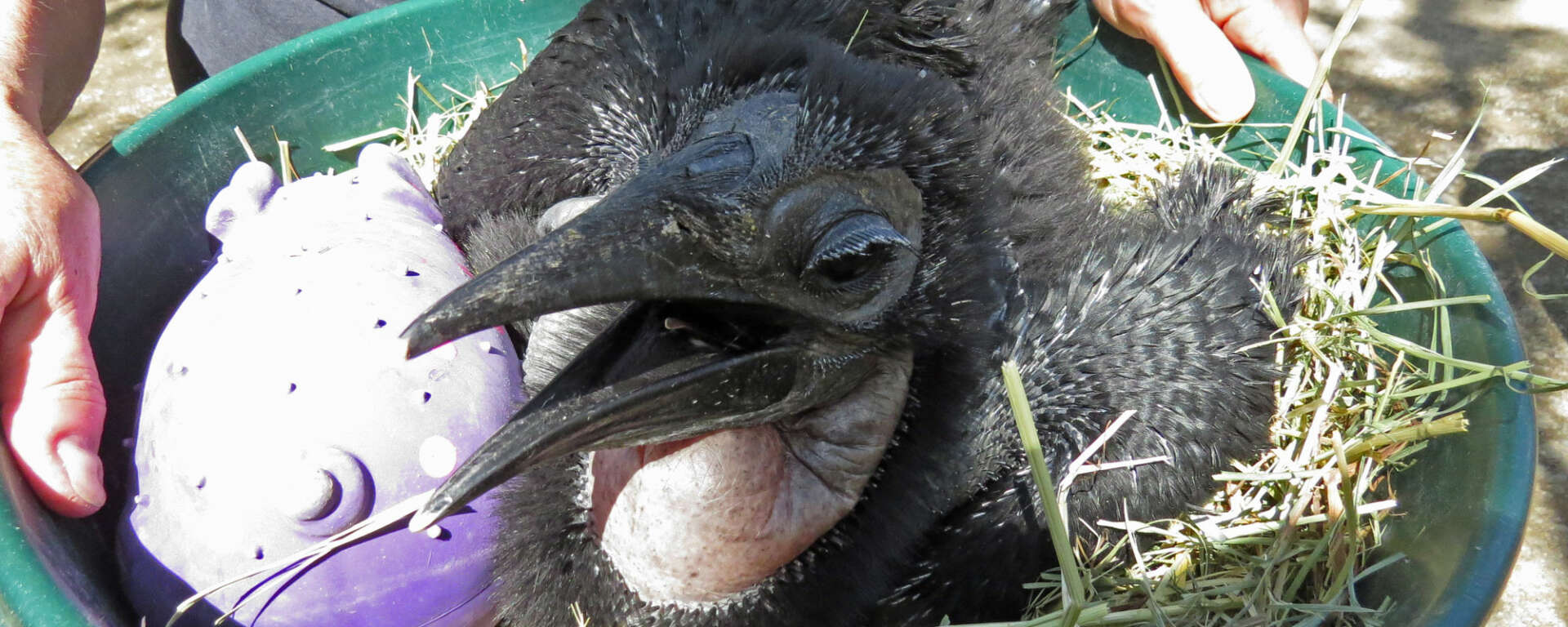 Abyssinian Ground Hornbill