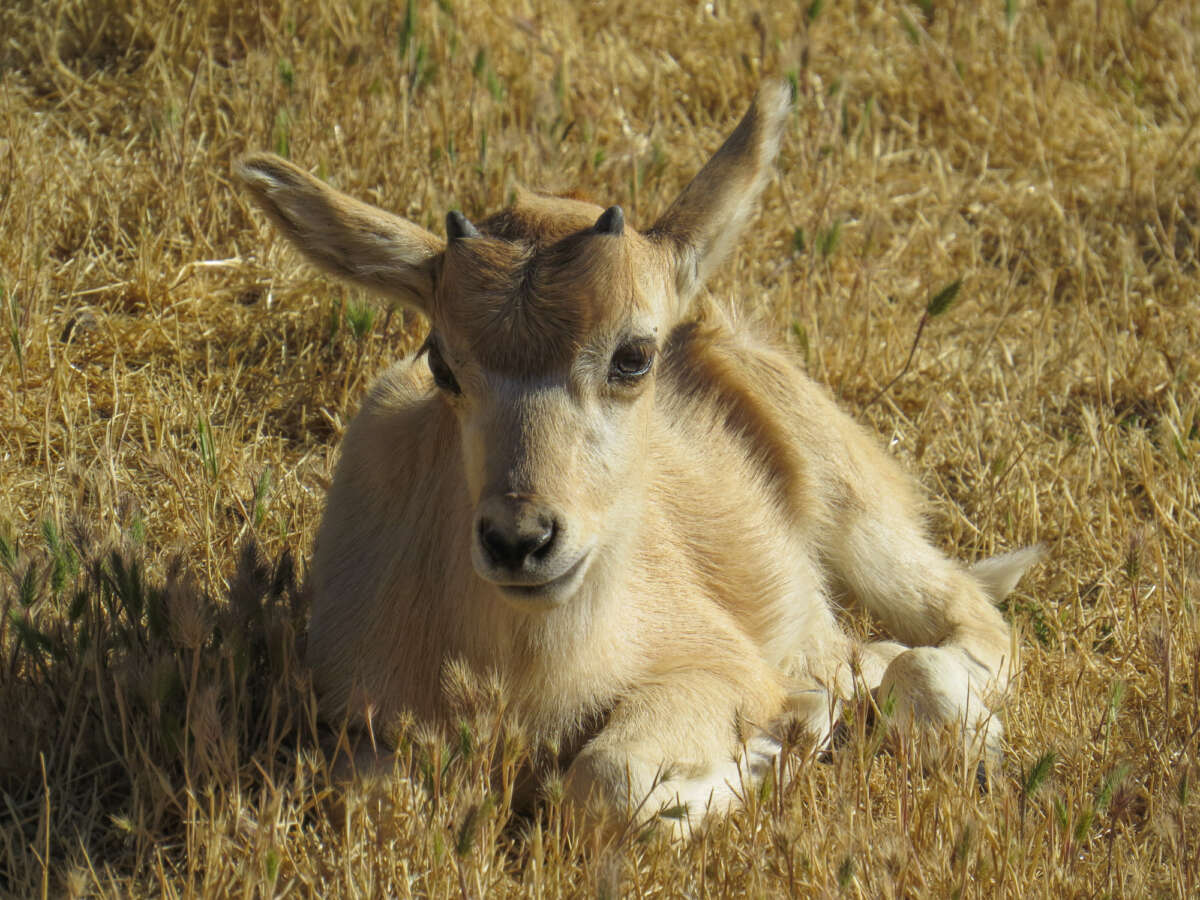 addax baby