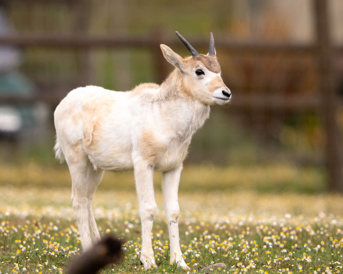 addax