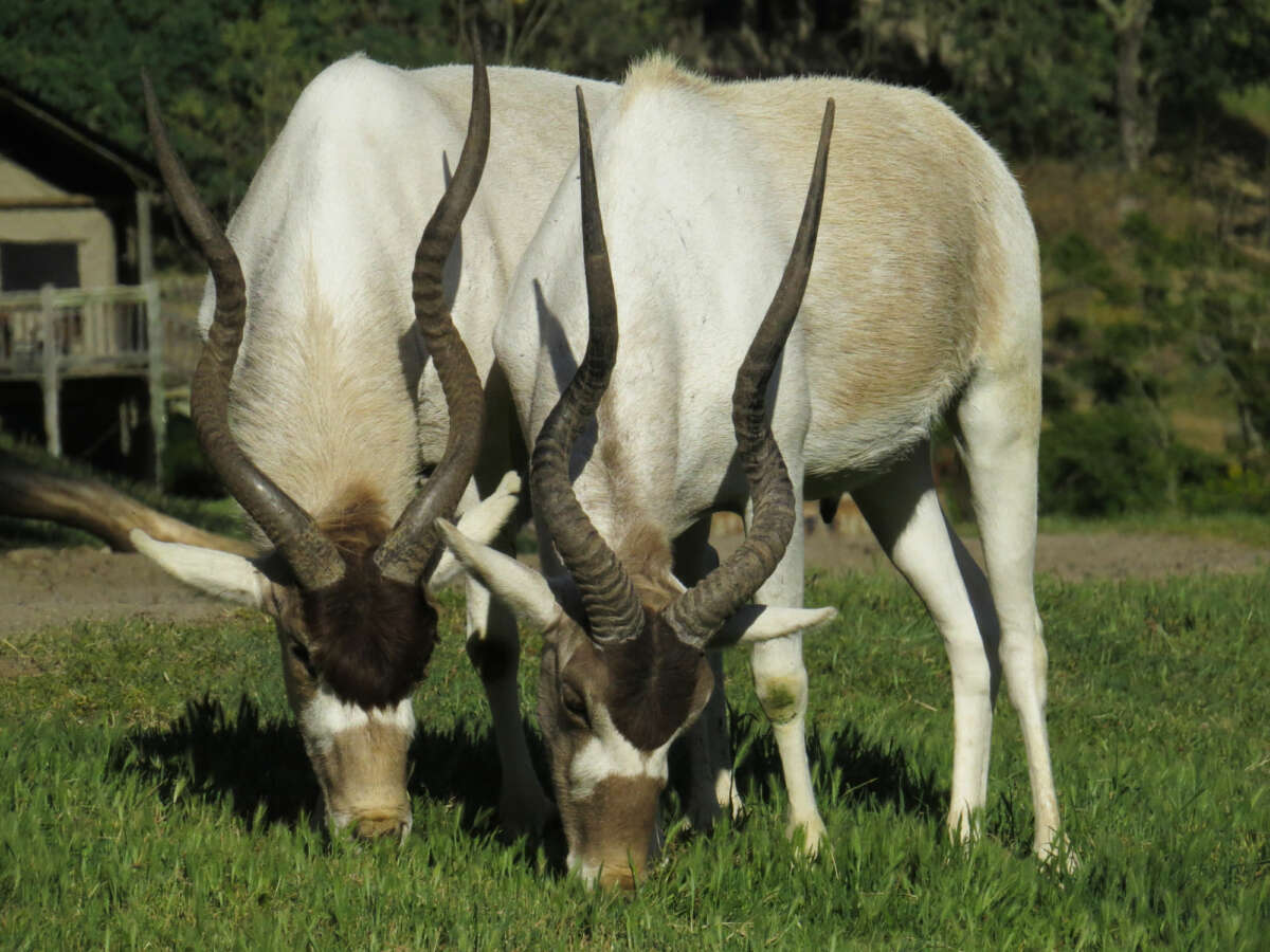 addax