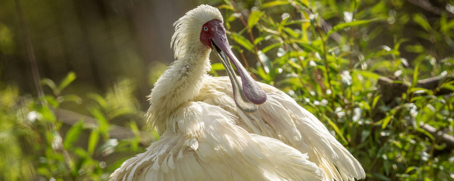 African Spoonbill by Steve Murdock