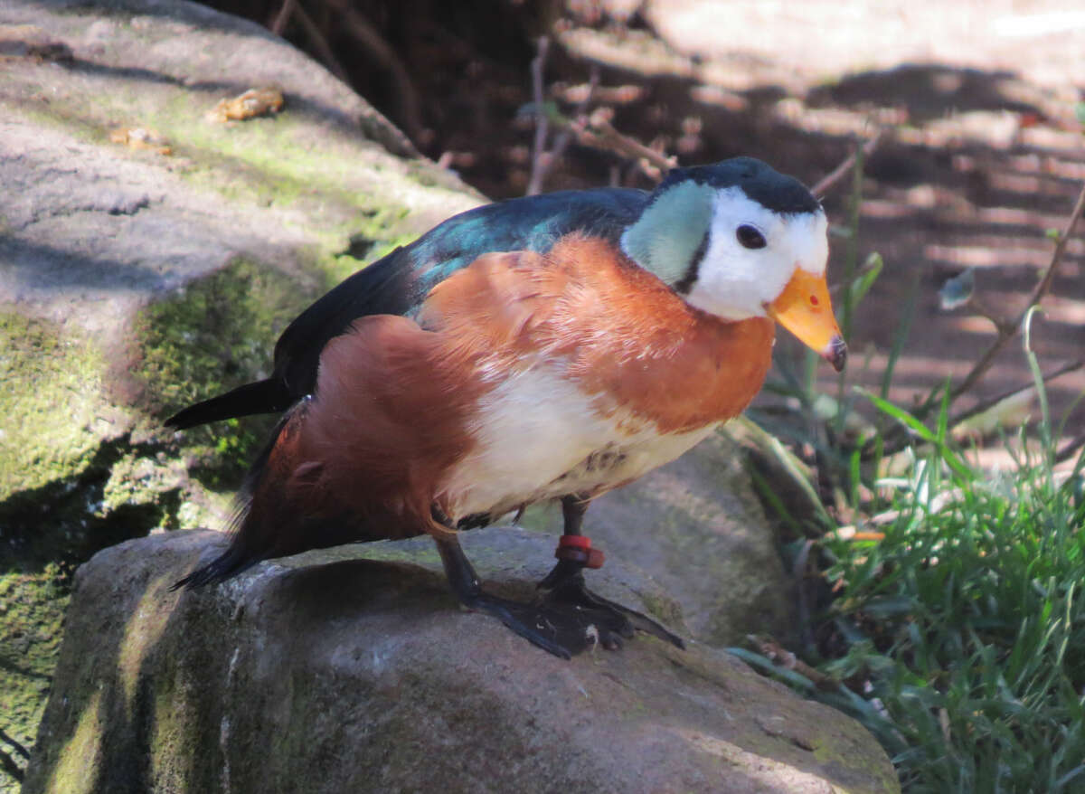 African Pygmy Goose