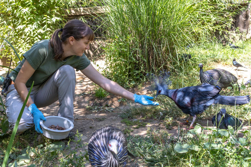 Amanda and Navy the Crowned Pigeon