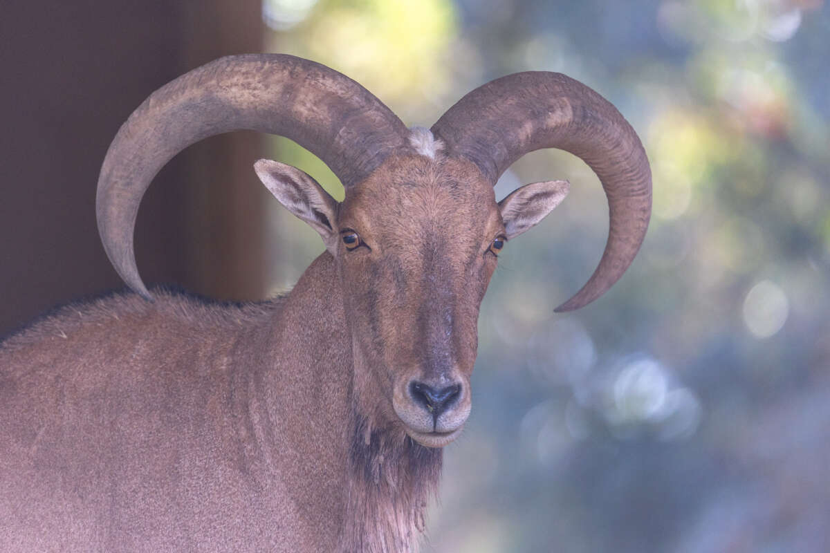 adult female aoudad