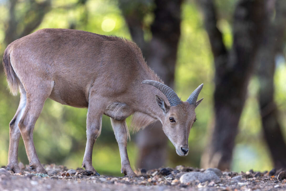juvenile aoudad
