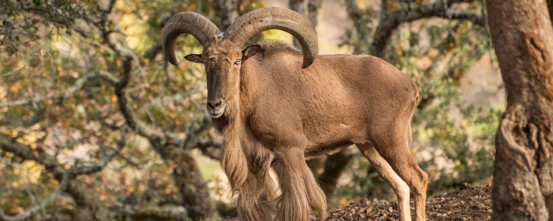 Aoudad