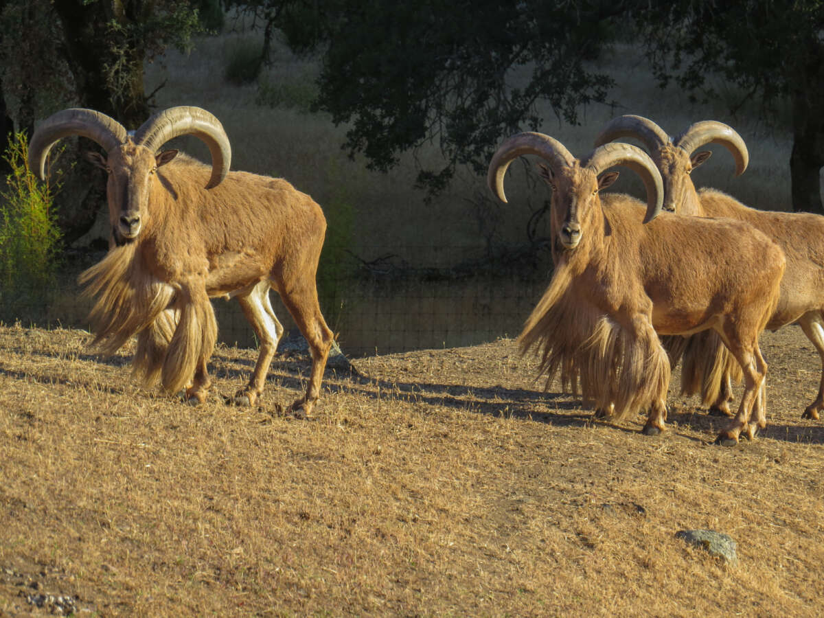 aoudad group