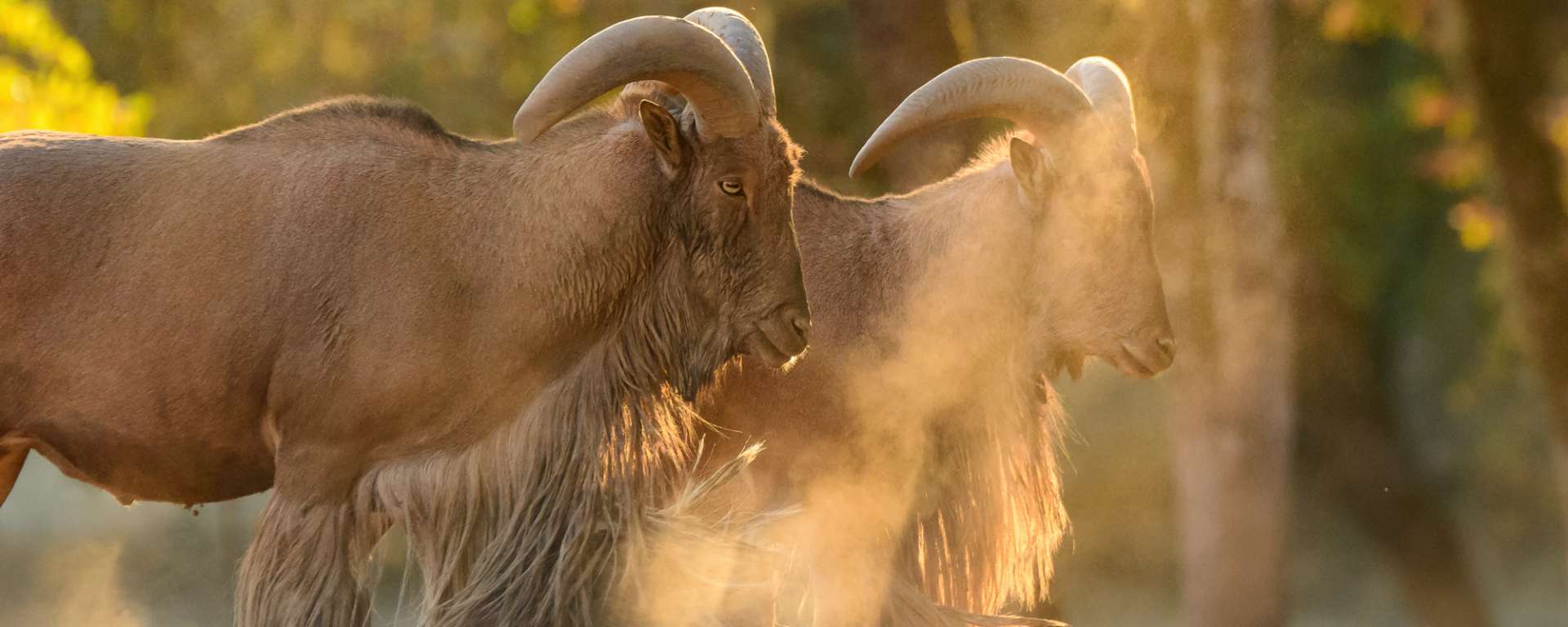 Aoudad Spotlight