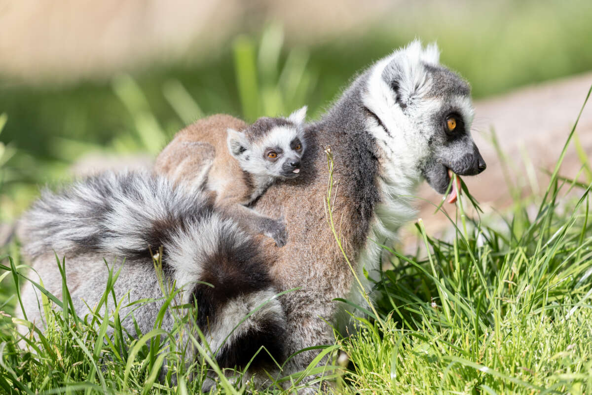 Arlo curious about grass
