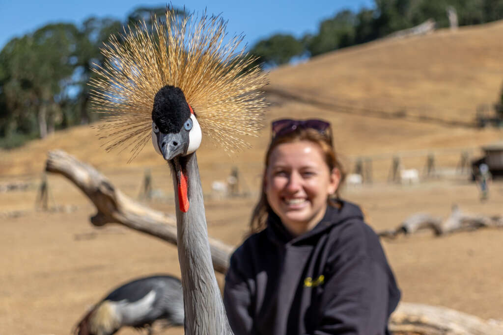 Bailey and Chimera the Gray Crowned Crane