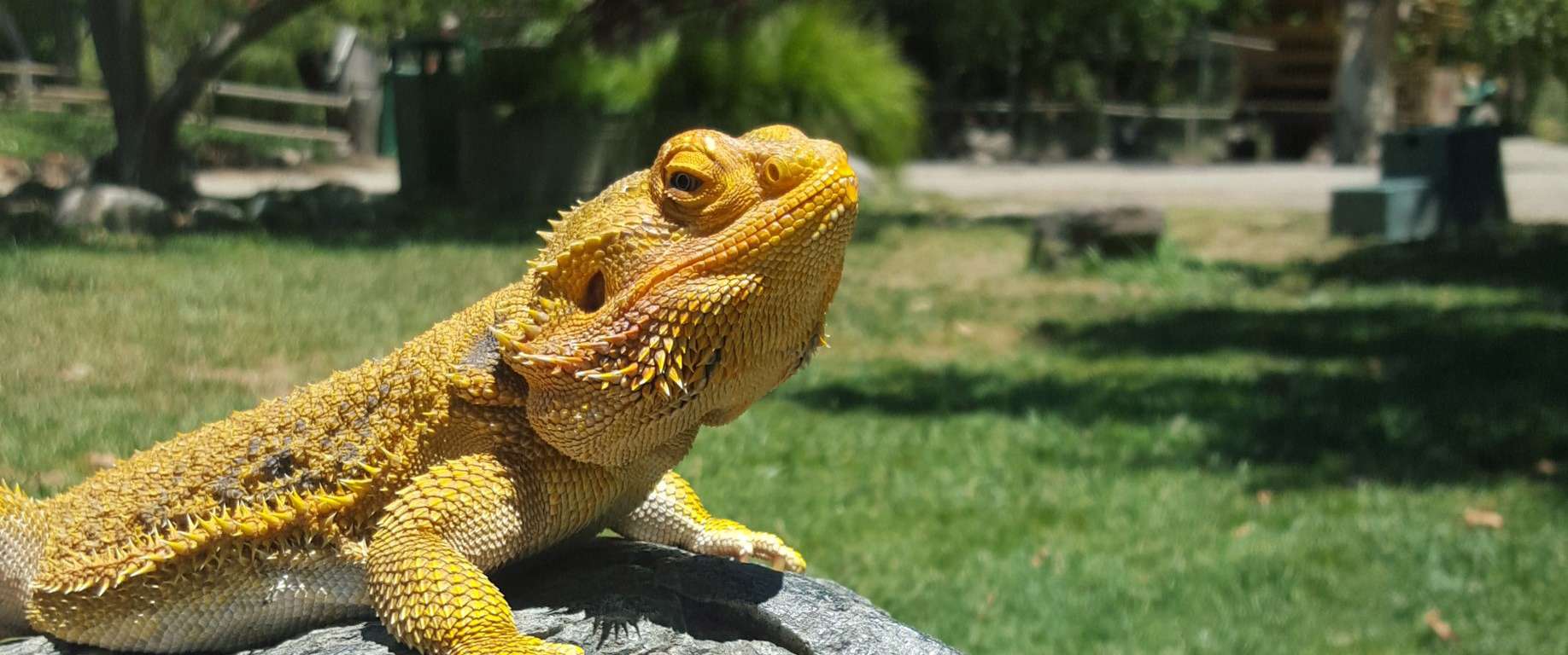 Bearded Dragon