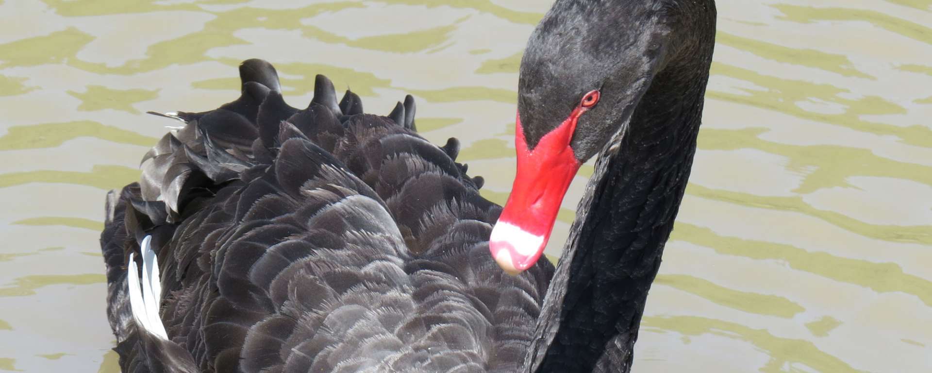 Black Swan by Cheryl Crowley