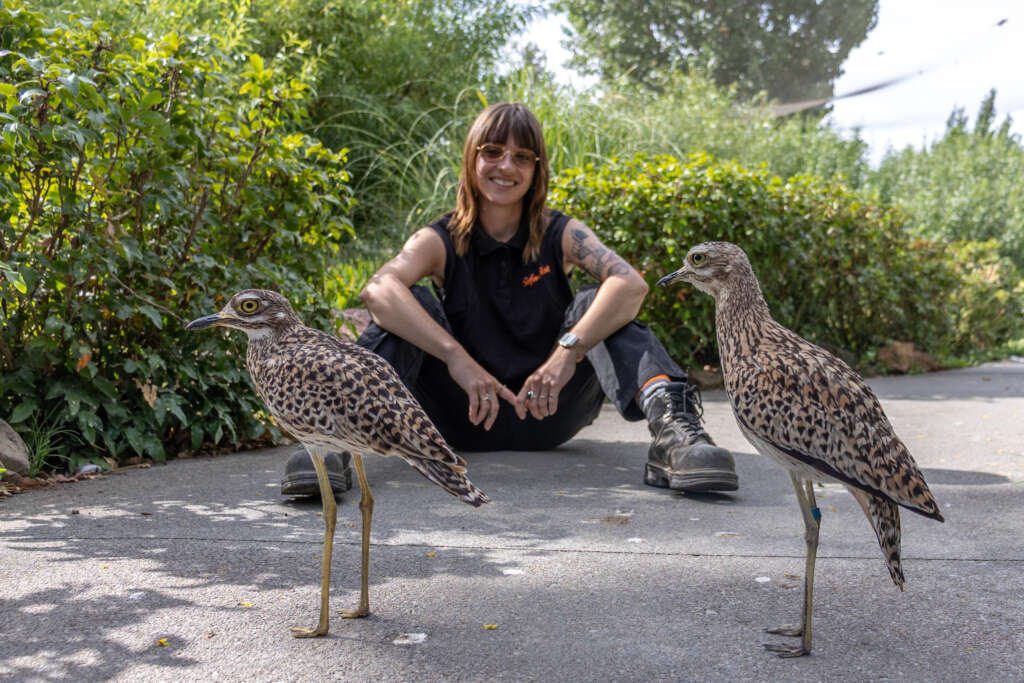 Bri and Sparky / Pebbles the Cape Thick-knees