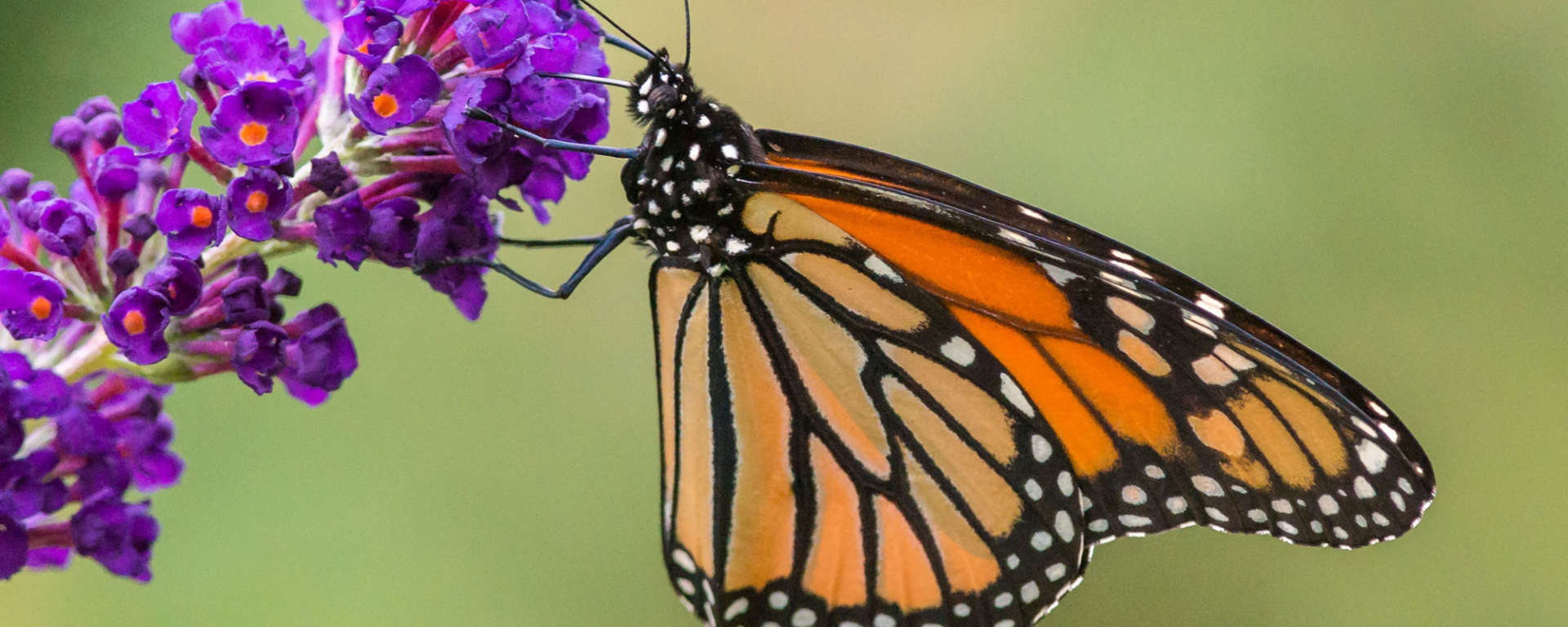 Monarch Butterfly
