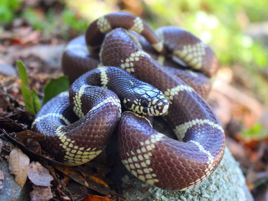California Kingsnake