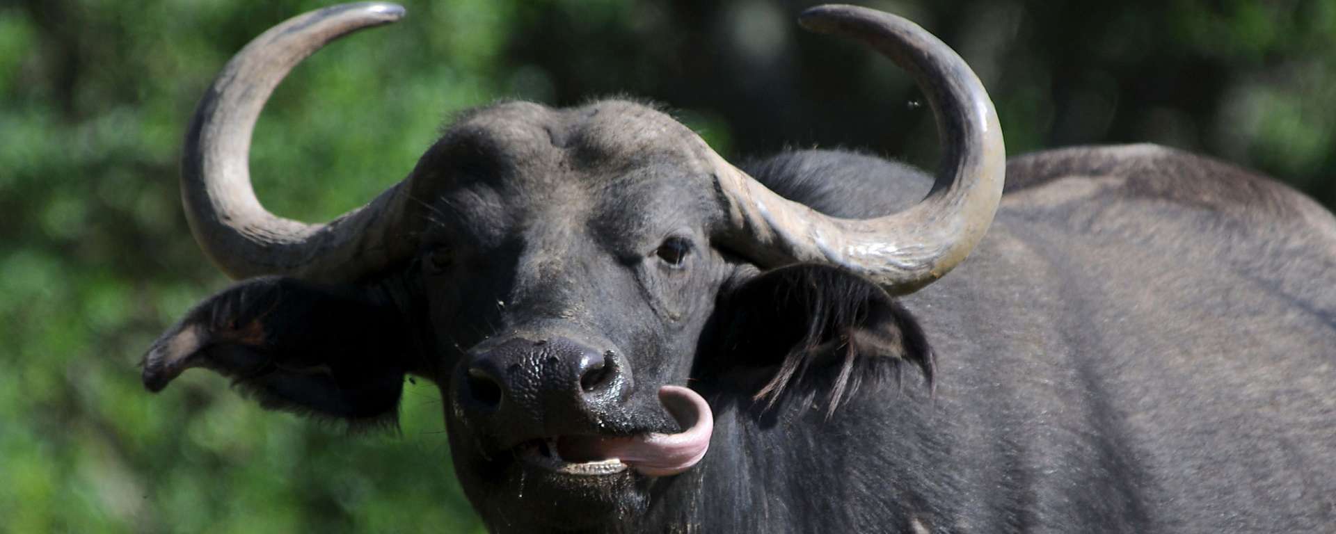Cape Buffalo