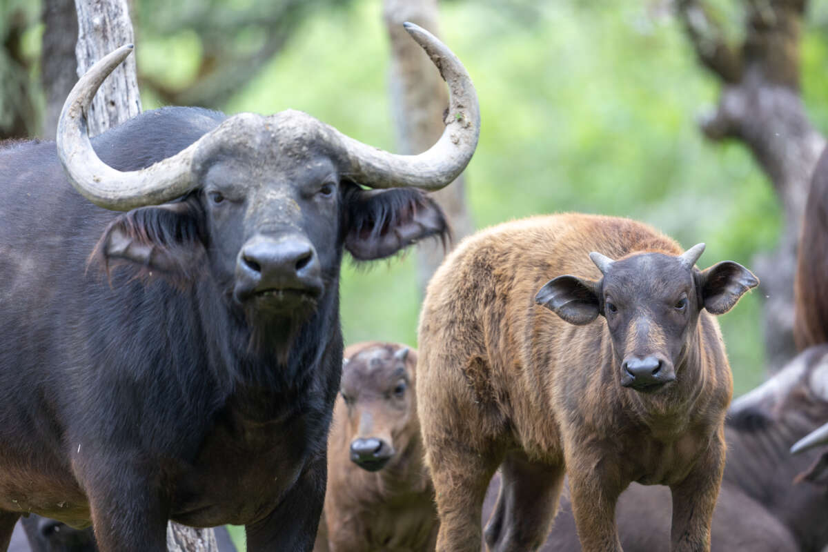 cape buffalo family