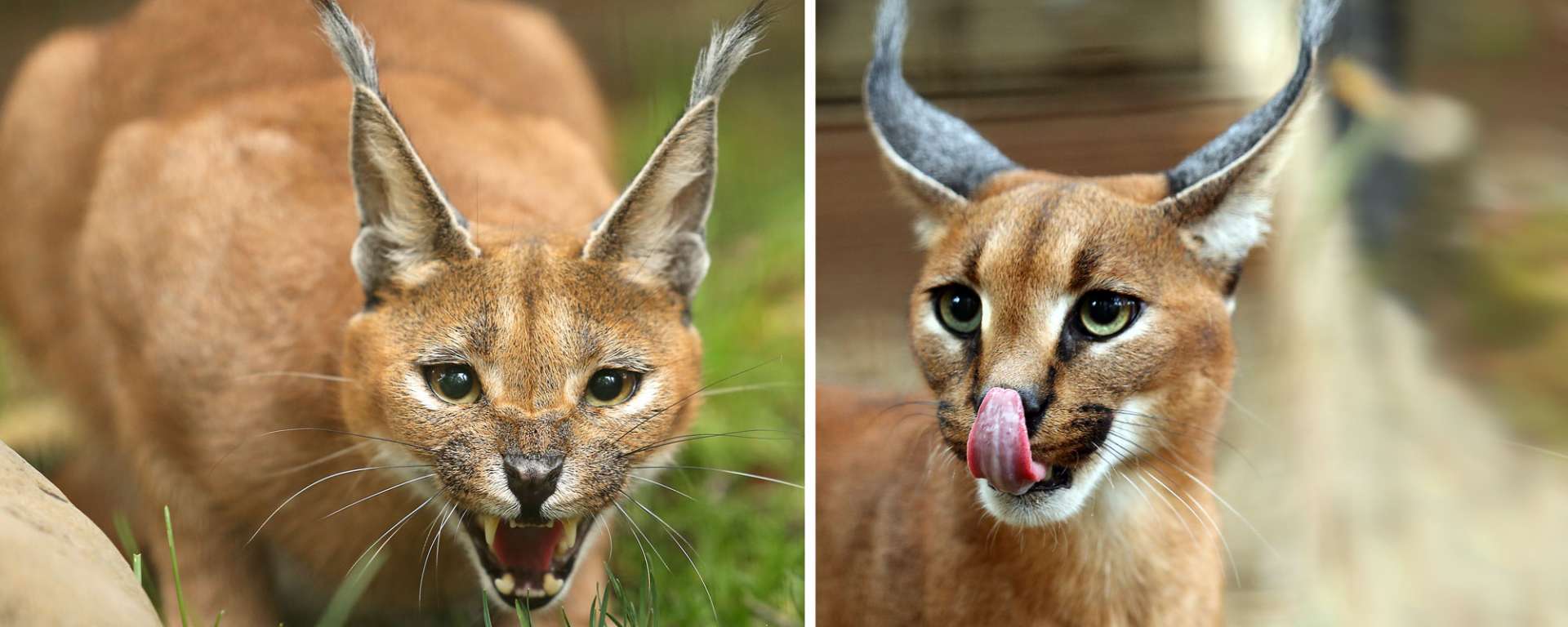 Caracal Cats Aziza and Nico