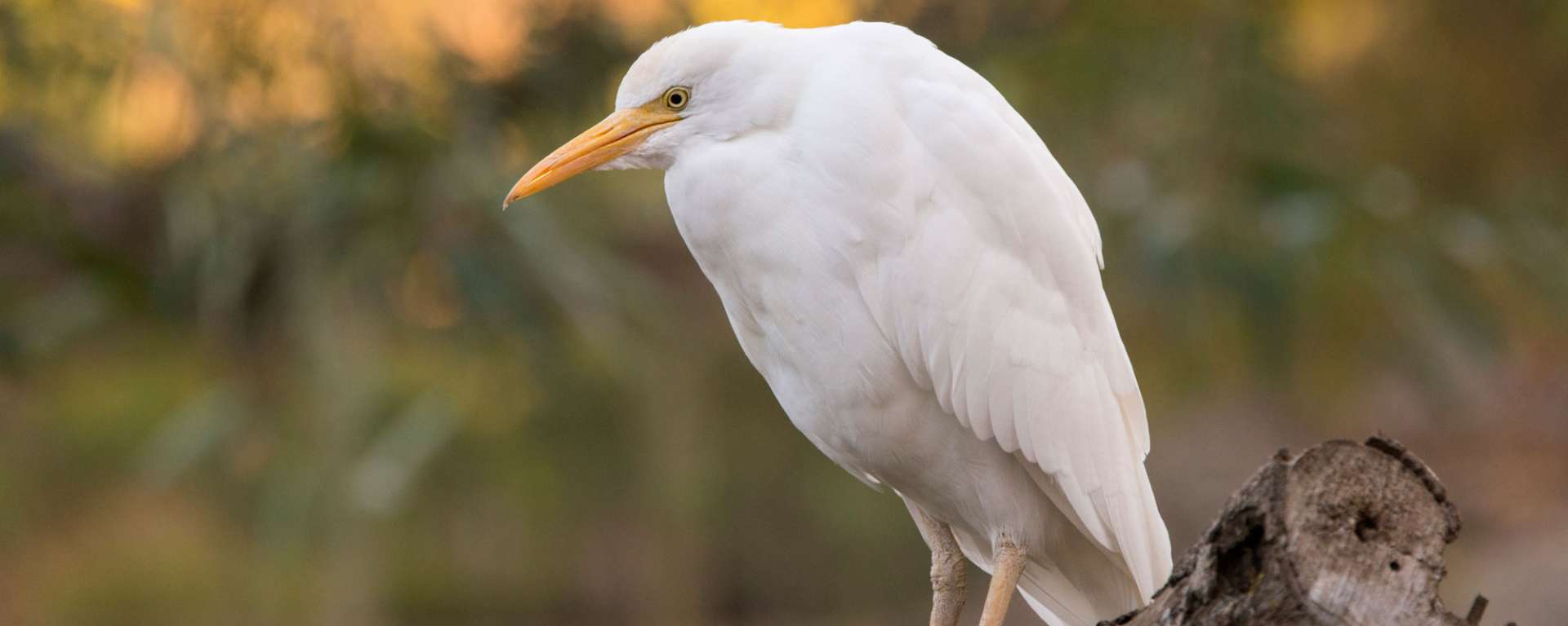Cattle Egret by Charlie Morey