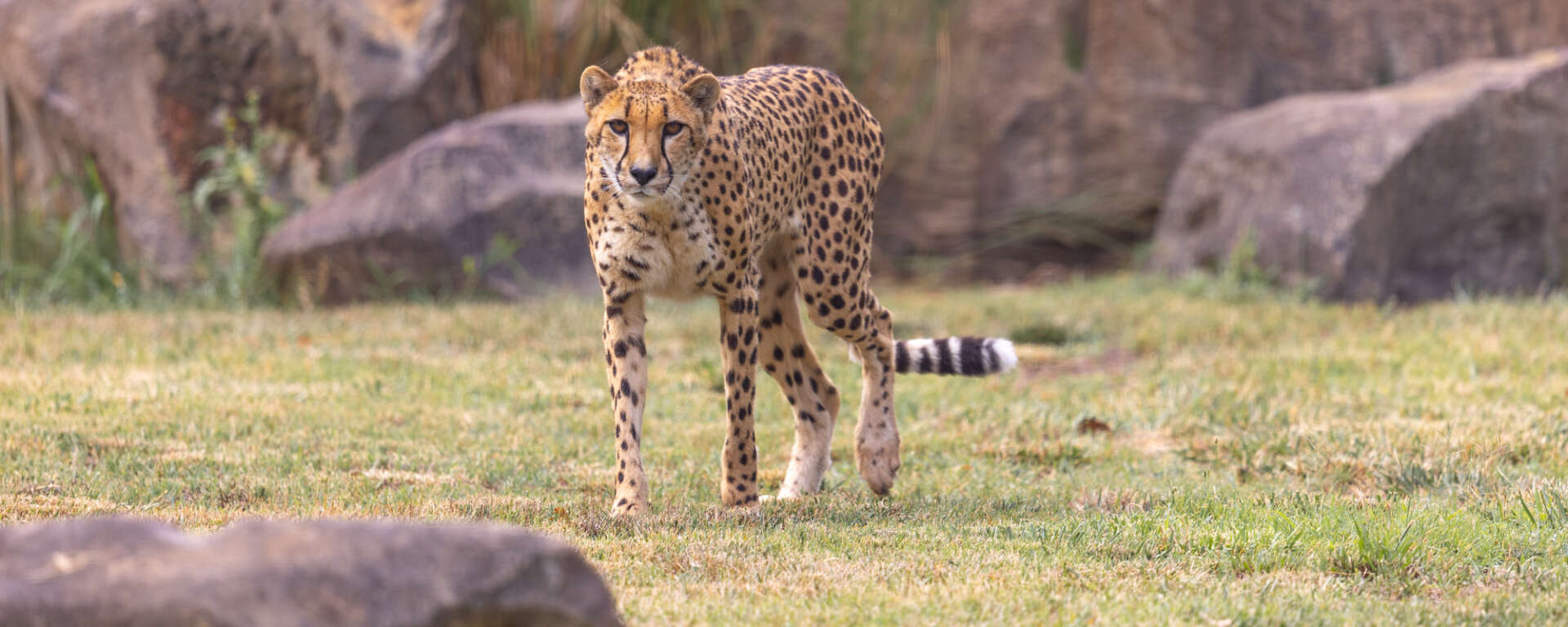 cheetah