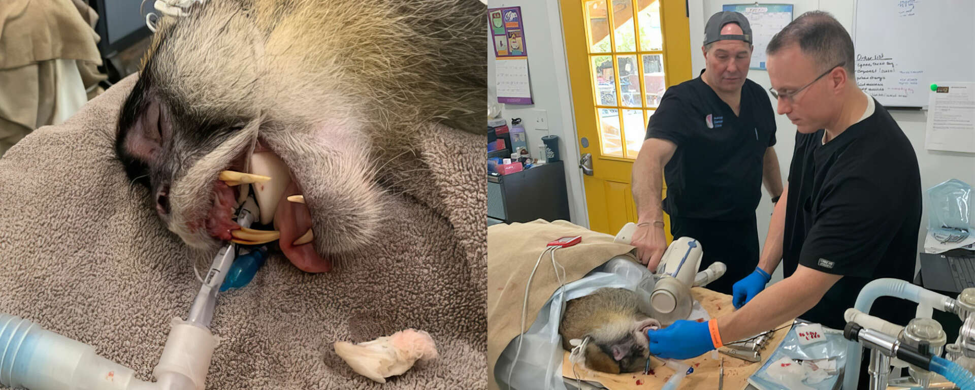 Dental work image of patas monkey