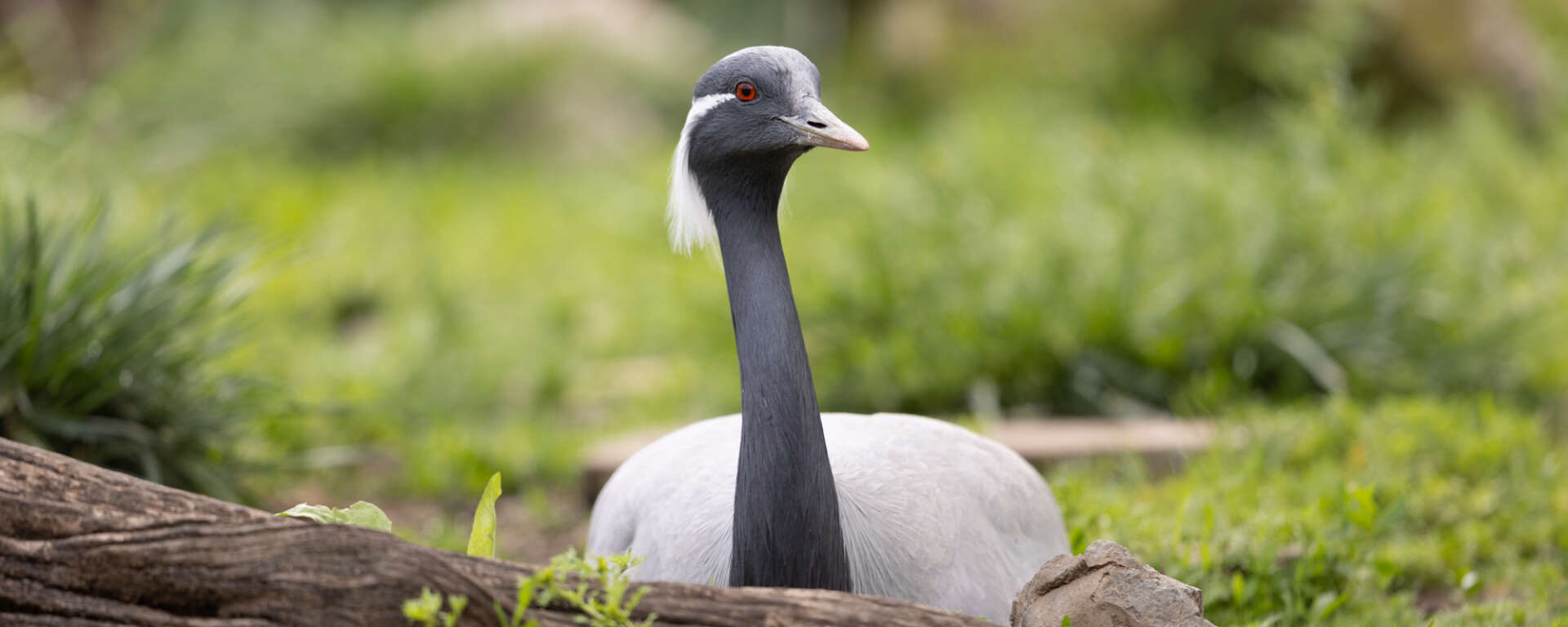 An adult female demoiselle crane sitting on her nest.