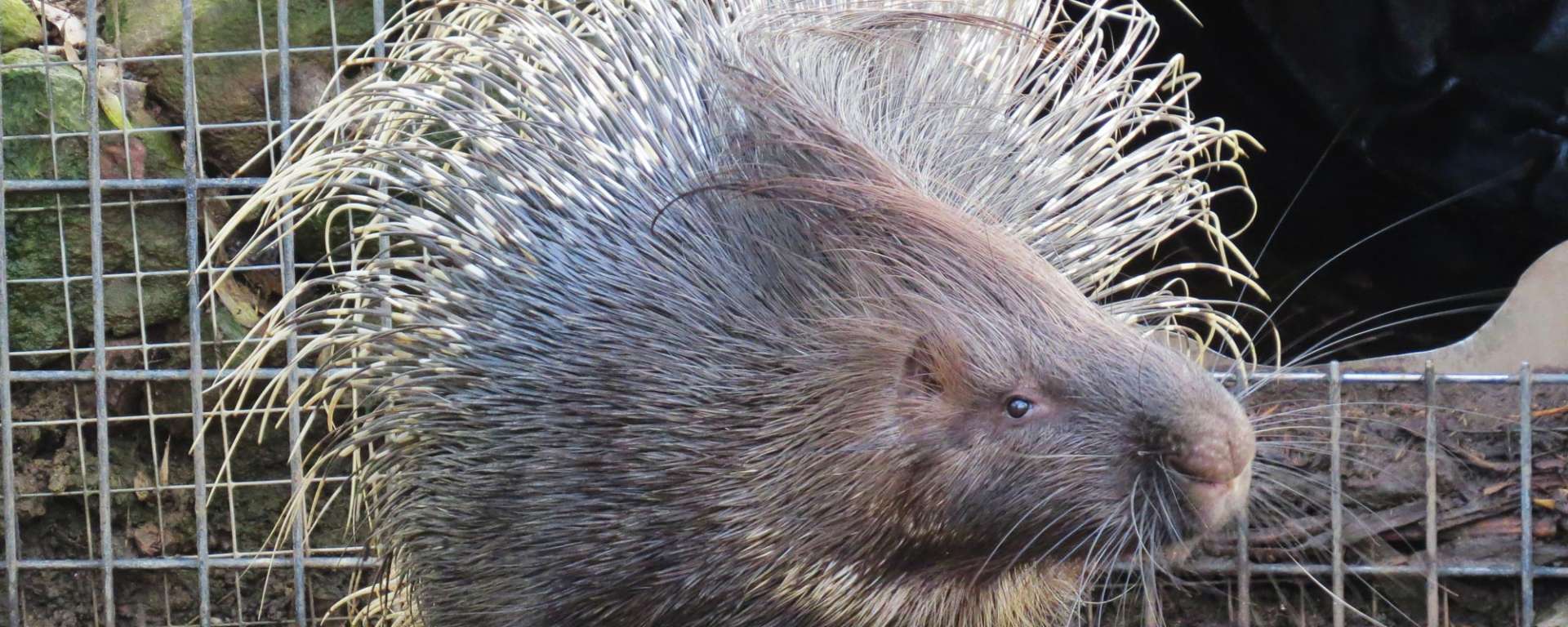 Crested Porcupine