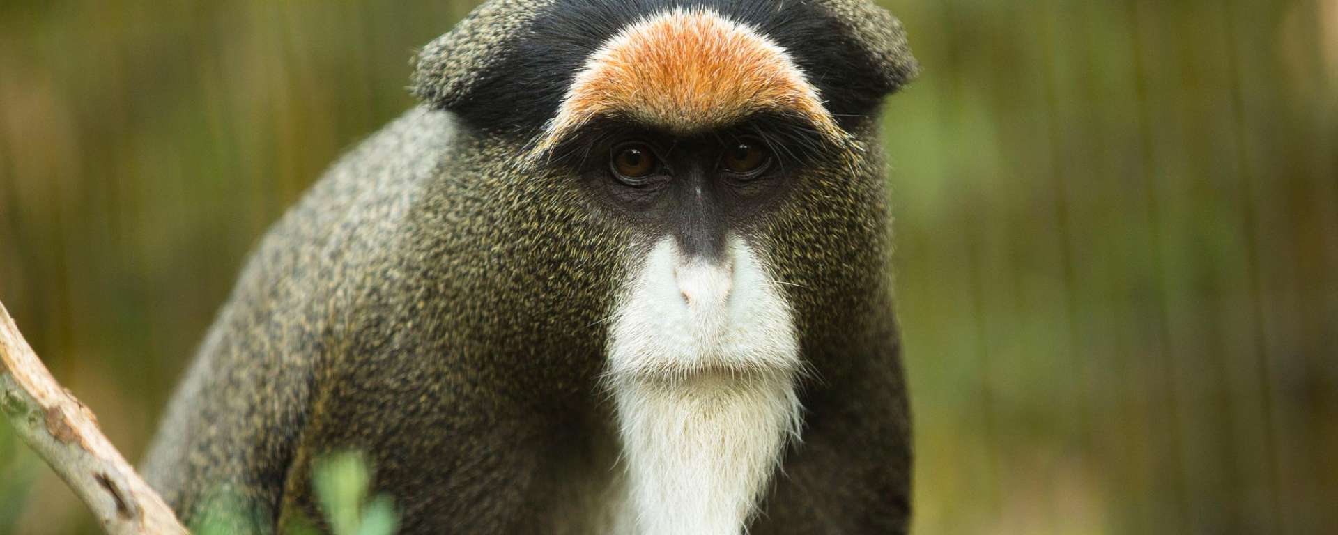 DeBrazza's Monkey