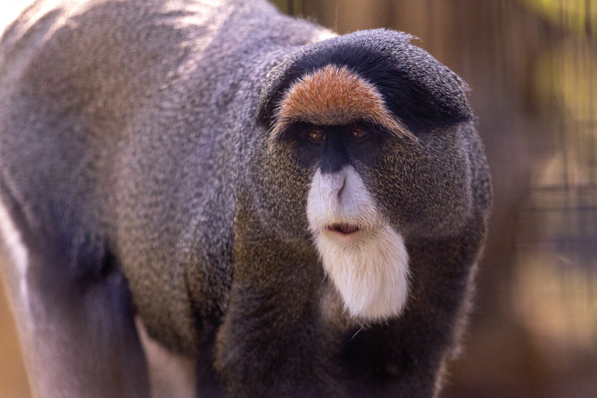 DeBrazza's Monkey Mojo