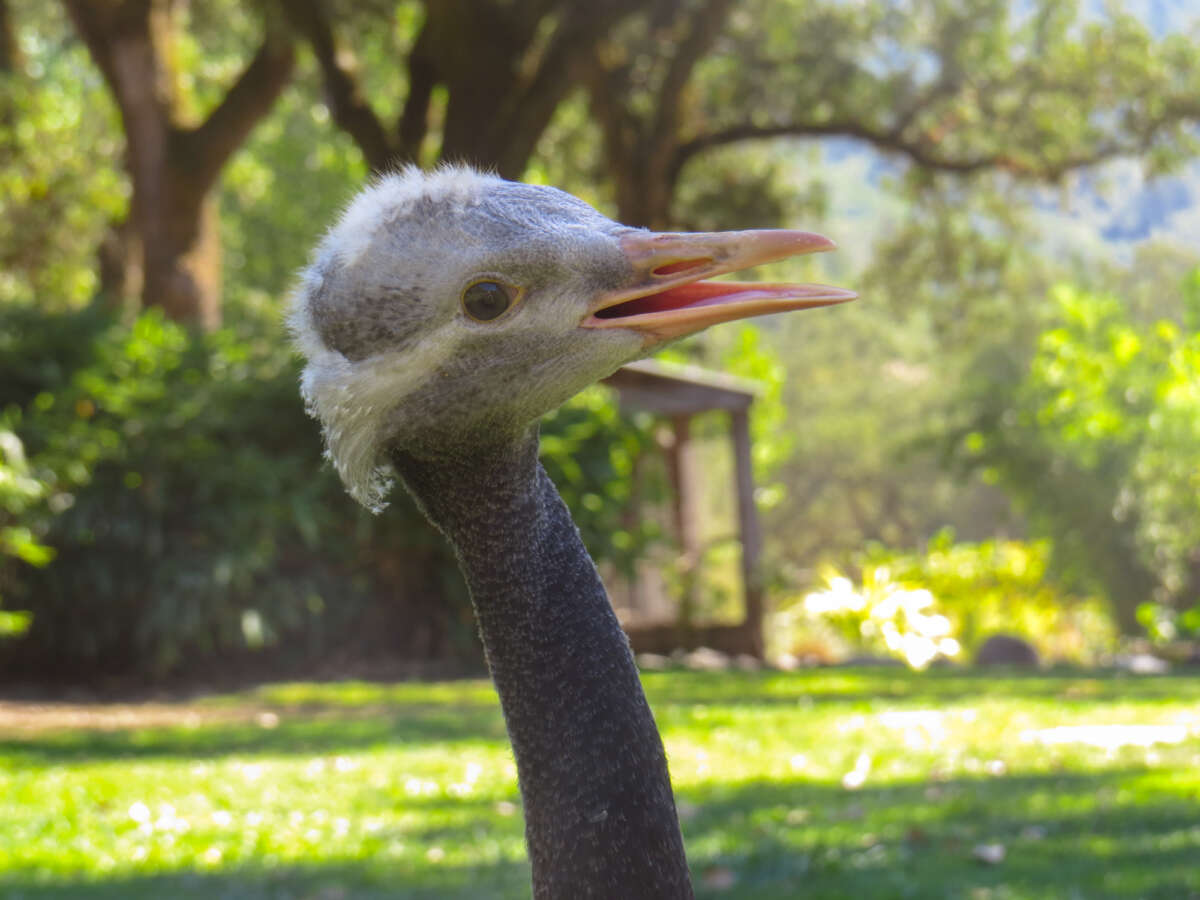 A juvenile demoiselle crane