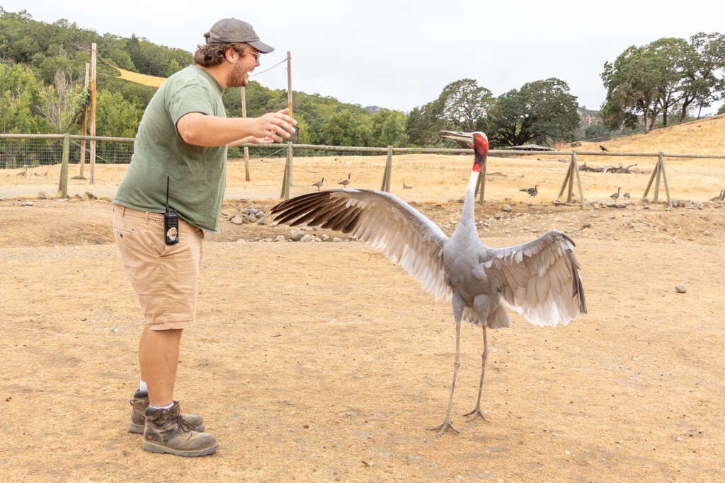 Drew and Stella the Sarus Crane