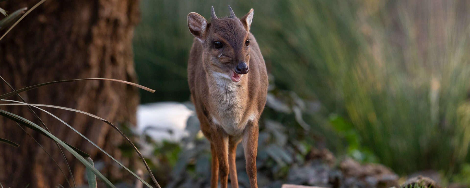 adult blue duiker