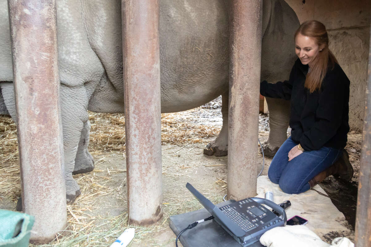 Dr. Emily Cehrs with rhino