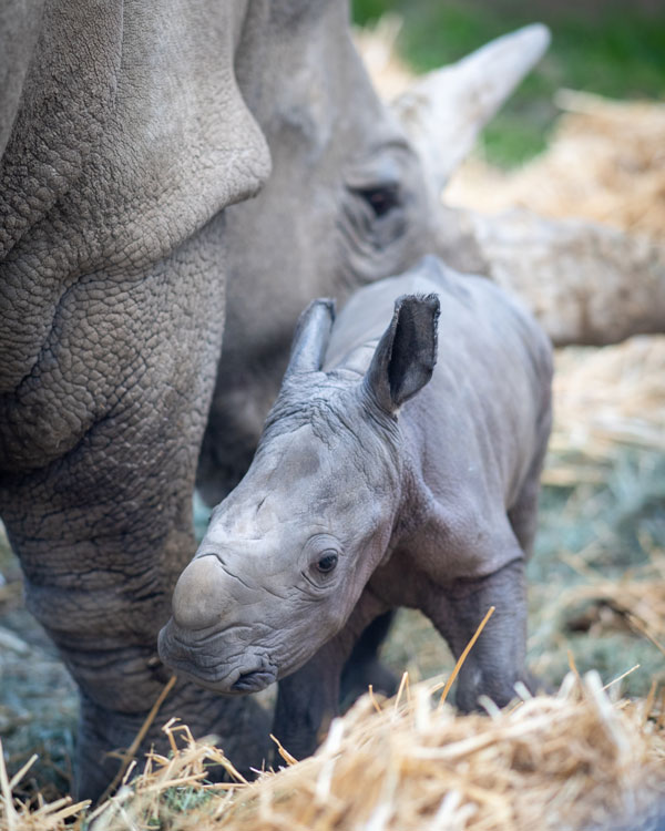 Rhino Baby