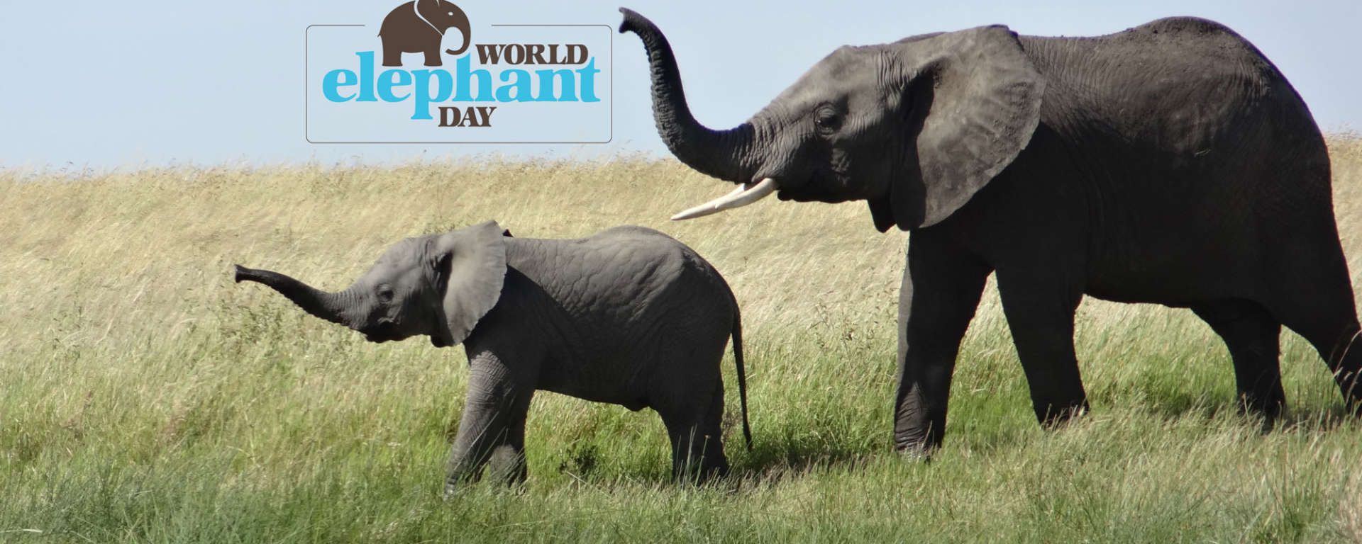 World Elephant Day