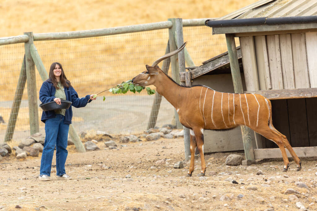 Emalie and Molasses the Spiral-horned Antelope