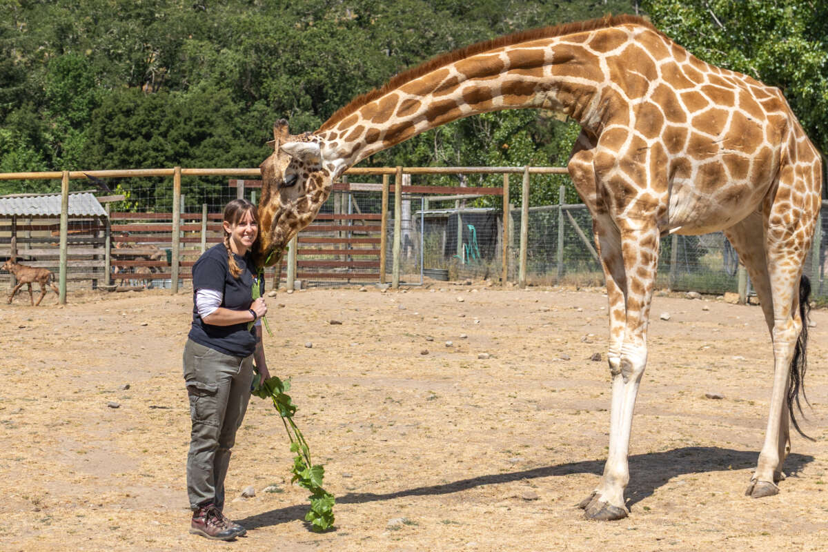 Erika the keeper and Kulula the giraffe